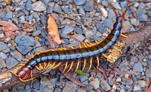  Con rết: Rết thích sinh trưởng ở một số nơi tối tăm ẩm thấp, cũng là một loại động vật nhỏ rất độc, ngay cả gà cũng sợ, nhìn thấy cũng không dám mổ. Nó thích ra ngoài vào ban đêm và nghỉ ngơi vào ban ngày.