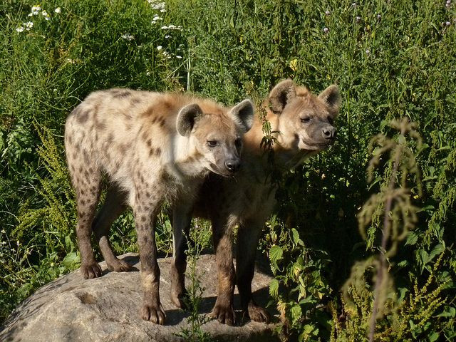  7. Linh cẩu có khả năng phối hợp xã hội cao. Linh cẩu là loài động vật xã hội, sống thành đàn lớn có tổ chức. Những đàn linh cẩu có thể lên đến 80 cá thể, và chúng làm việc chặt chẽ với nhau khi săn mồi hoặc bảo vệ lãnh thổ. Ảnh: Pinterest.