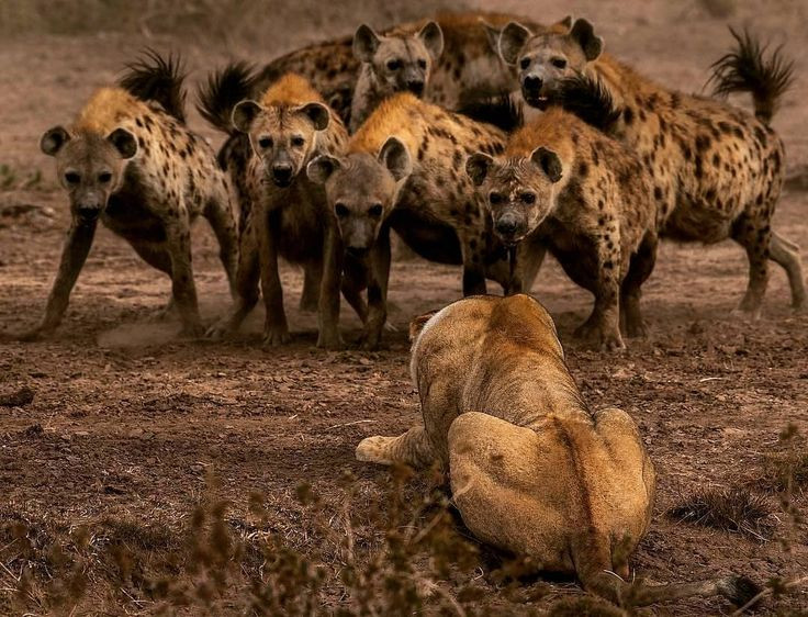  2. Là kẻ ăn cắp táo bạo. Linh cẩu thường bị cho là loài "ăn cắp" vì chúng có thể giành chiến thắng trong các cuộc chiến tranh giành mồi với các loài động vật săn mồi khác như sư tử và báo hoa mai. Ảnh: Pinterest.