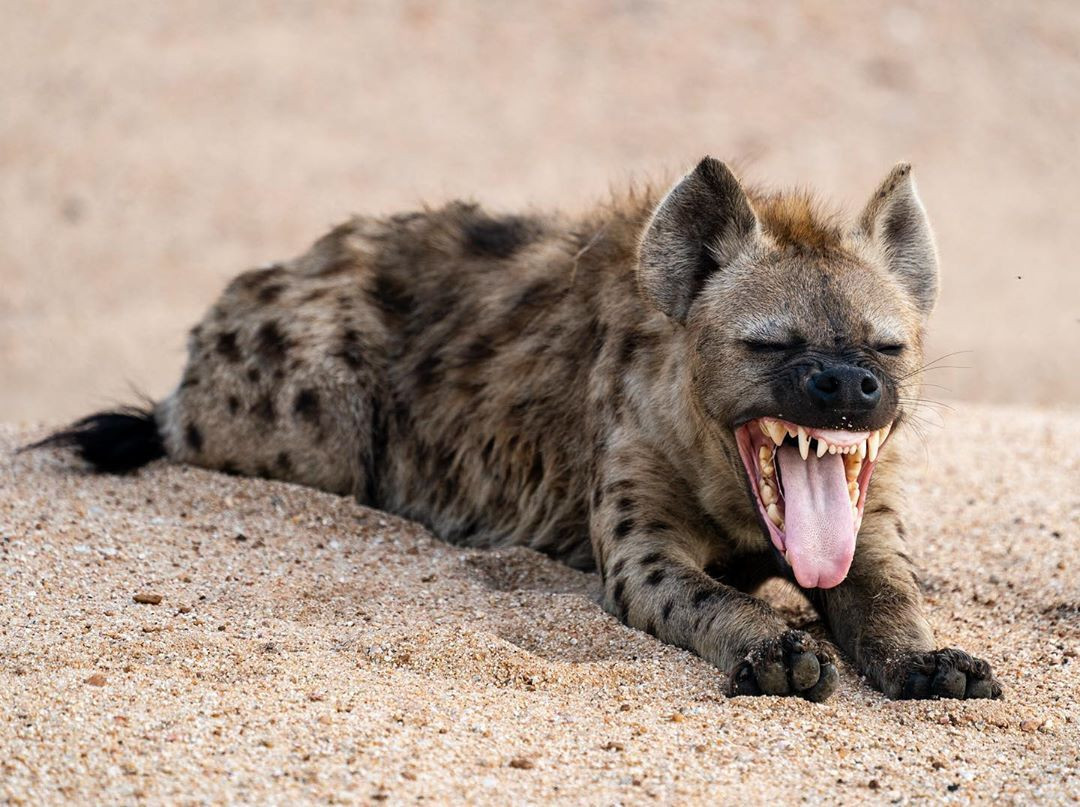  11. Linh cẩu có trí thông minh cao. Linh cẩu có khả năng giải quyết vấn đề và kế hoạch săn mồi rất tốt. Chúng có thể học hỏi từ các tình huống và có thể phân biệt các loài động vật khác nhau trong môi trường sống. Ảnh: Pinterest.