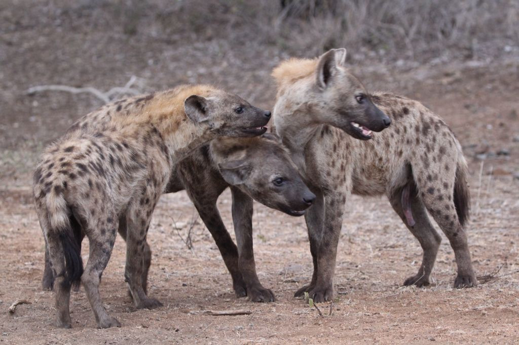  14. Chúng có khả năng phân biệt các dấu vết mùi. Linh cẩu có khứu giác rất phát triển, giúp chúng phát hiện mùi của con mồi từ xa và có thể tìm ra những con vật bị thương hoặc đang chết. Ảnh: Pinterest.