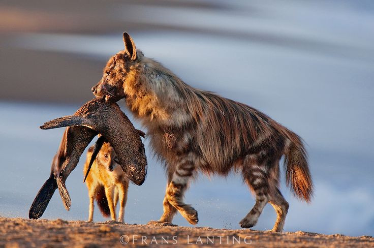  13. Linh cẩu là loài có tính lãnh thổ mạnh mẽ. Mặc dù linh cẩu có thể hợp tác trong một đàn, nhưng chúng cũng rất lãnh thổ và sẽ chiến đấu quyết liệt để bảo vệ lãnh thổ của mình khỏi các đối thủ. Ảnh: Pinterest.