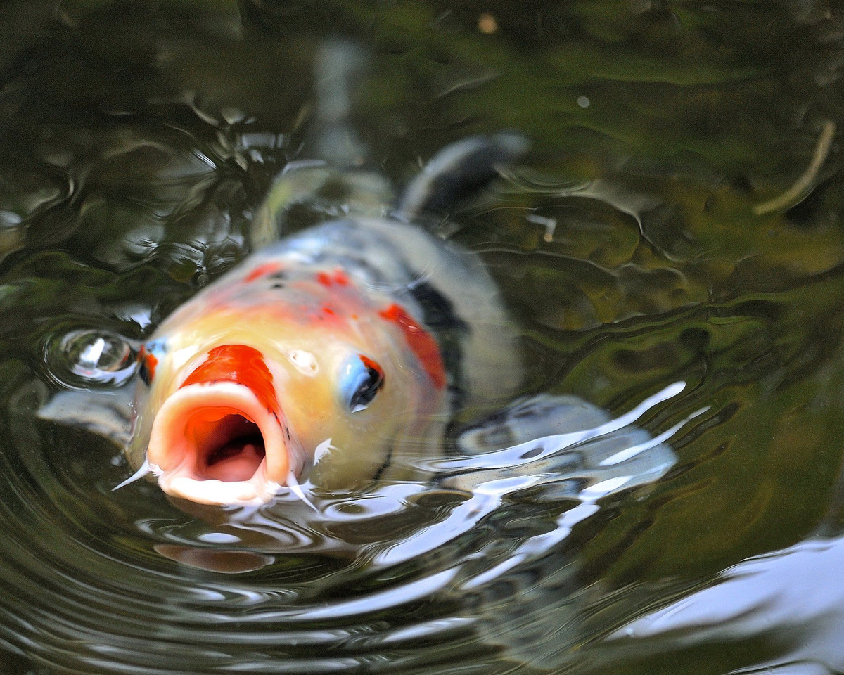  8. Là "chú chó" dưới nước. Cá koi rất thân thiện và có thể nhận biết người cho ăn. Một số con thậm chí có thể được huấn luyện để ăn từ tay. Ảnh: Pinterest.