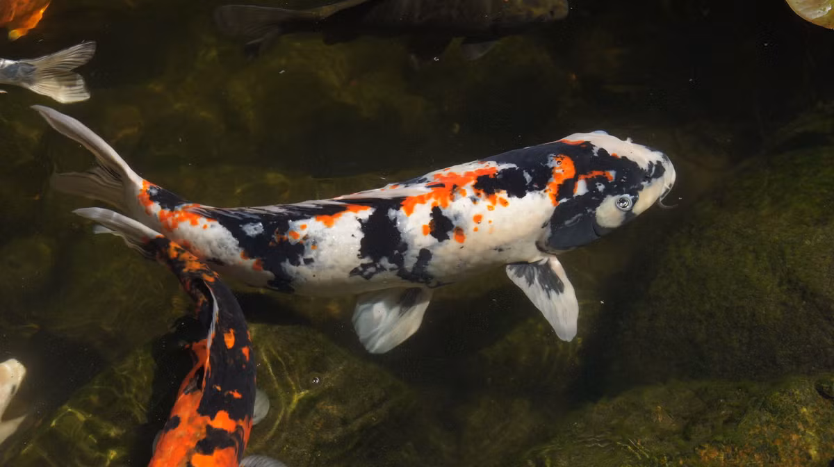  7. Phân loại theo màu sắc và hoa văn. Cá koi được phân loại thành nhiều dòng, phổ biến nhất là Kohaku (trắng-đỏ), Taisho Sanke (trắng-đỏ-đen), và Showa (đen-trắng-đỏ). Ảnh: Pinterest.