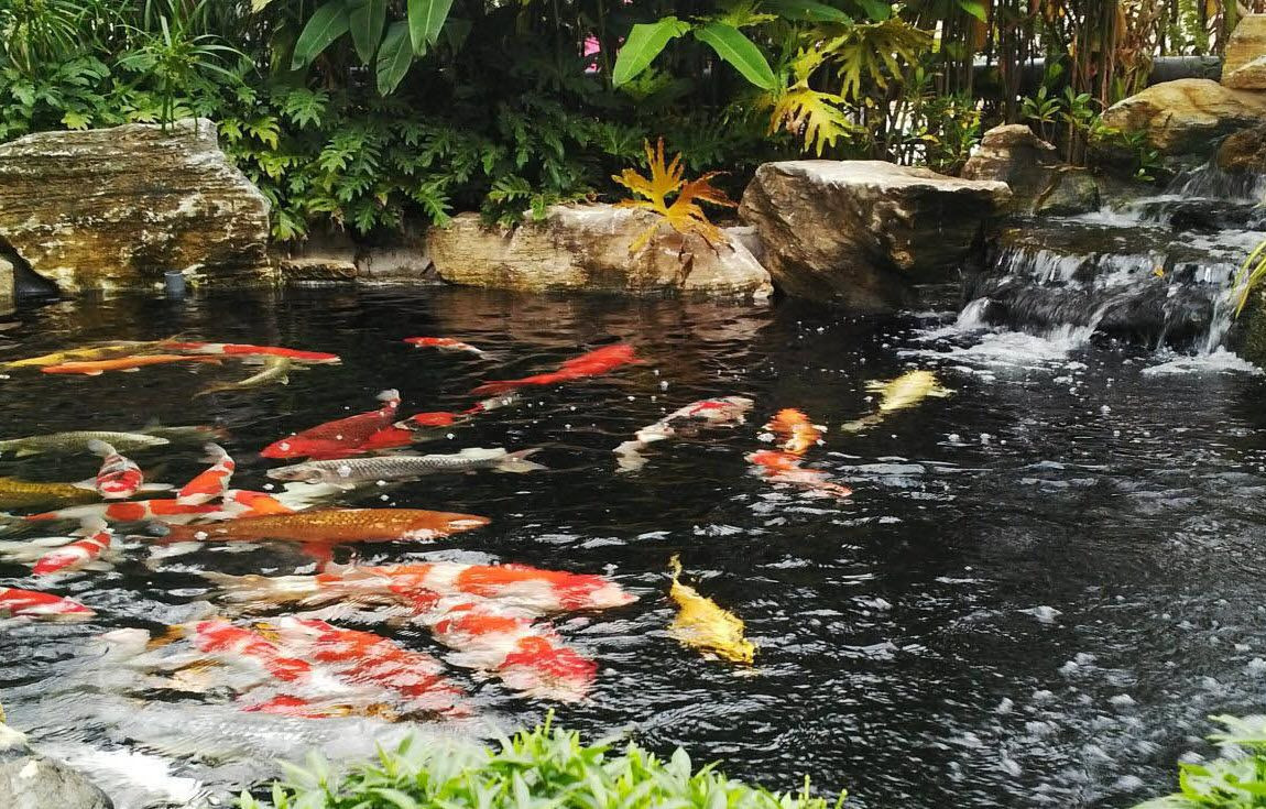  11. Bài trí hồ cá koi là một nghệ thuật. Hồ cá koi thường được thiết kế đặc biệt với đá, cây cảnh, và dòng nước chảy để tạo môi trường tự nhiên và thẩm mỹ. Ảnh: Pinterest.