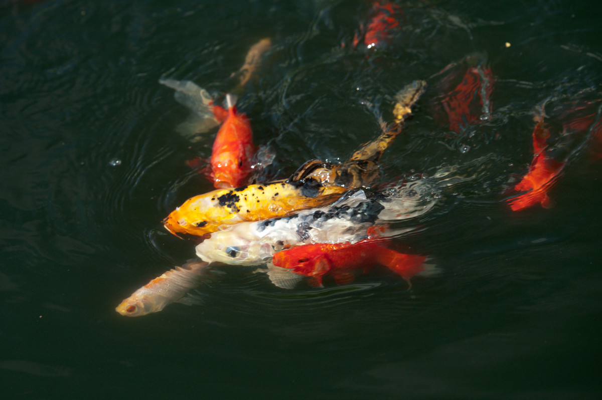  12. Ý nghĩa theo màu sắc. Mỗi màu sắc của cá koi mang một ý nghĩa riêng, ví dụ: Đỏ là tình yêu và đam mê, trắng là thành công trong sự nghiệp, vàng là sự giàu có và thịnh vượng. Ảnh: Pinterest.