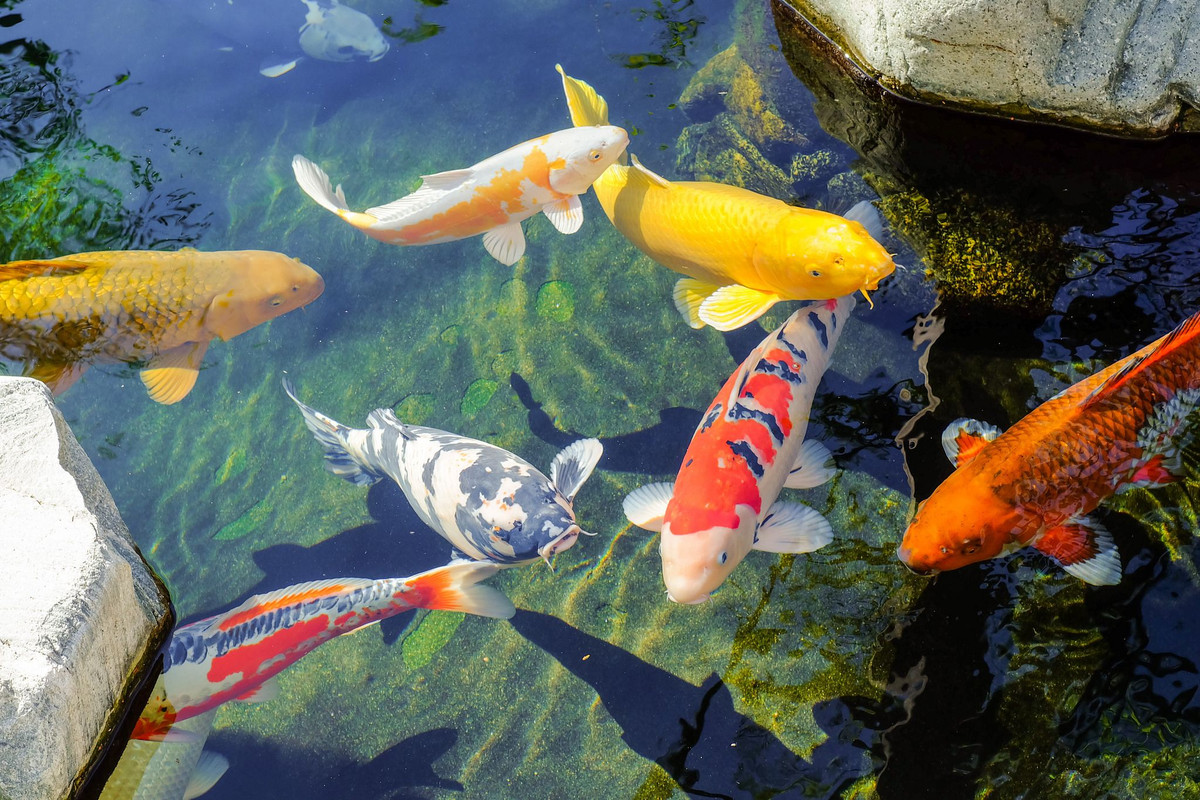  14. Các cuộc thi cá koi. Nhiều cuộc thi cá koi được tổ chức hàng năm, nơi cá koi được đánh giá dựa trên màu sắc, hoa văn, và hình dáng. Ảnh: Pinterest.