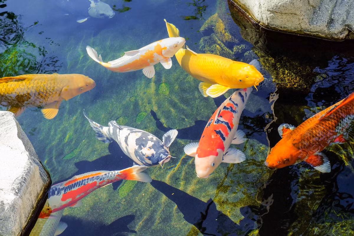  14. Các cuộc thi cá koi. Nhiều cuộc thi cá koi được tổ chức hàng năm, nơi cá koi được đánh giá dựa trên màu sắc, hoa văn, và hình dáng. Ảnh: Pinterest.