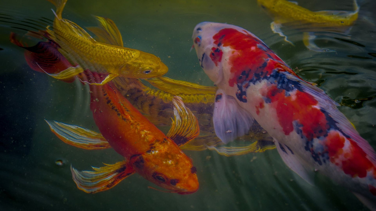  2. Tên gọi "koi". Trong tiếng Nhật, "koi" (鯉) có nghĩa là "cá chép". Cách phát âm tương tự từ "koi" (恋) - nghĩa là "tình yêu" hoặc "tình cảm". Ảnh: Pinterest.