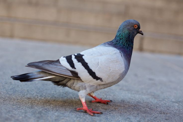  3. Người đưa thư cổ đại. Trong lịch sử, chim bồ câu được sử dụng làm "người đưa thư" để chuyển thông điệp. Chúng nổi tiếng với độ chính xác trong việc tìm đường. Ảnh: Pinterest.