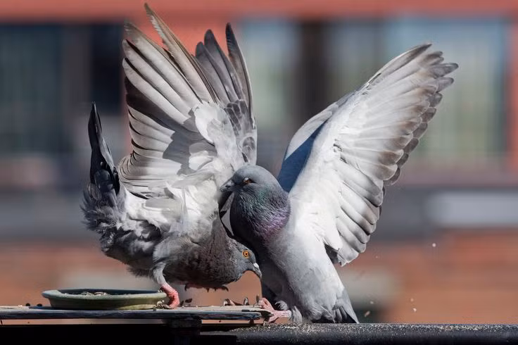  14. Được sử dụng trong chiến tranh. Trong các cuộc chiến tranh, đặc biệt là Thế chiến I và II, chim bồ câu được sử dụng để chuyển thông điệp quan trọng. Một số con đã được trao huân chương vì cứu mạng nhiều người. Ảnh: Pinterest.