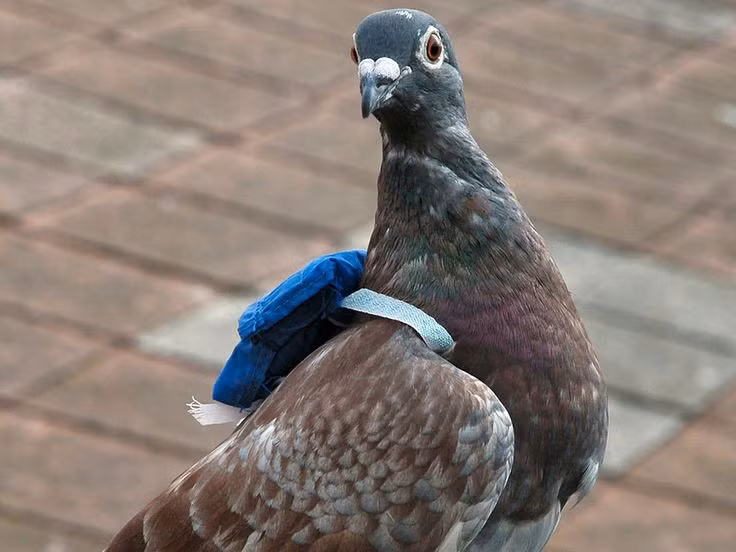  7. Thị lực siêu nhạy. Chim bồ câu có thị lực rất tốt, thậm chí còn nhạy hơn mắt người. Chúng có thể phát hiện các tia cực tím mà con người không nhìn thấy được. Ảnh: Pinterest.