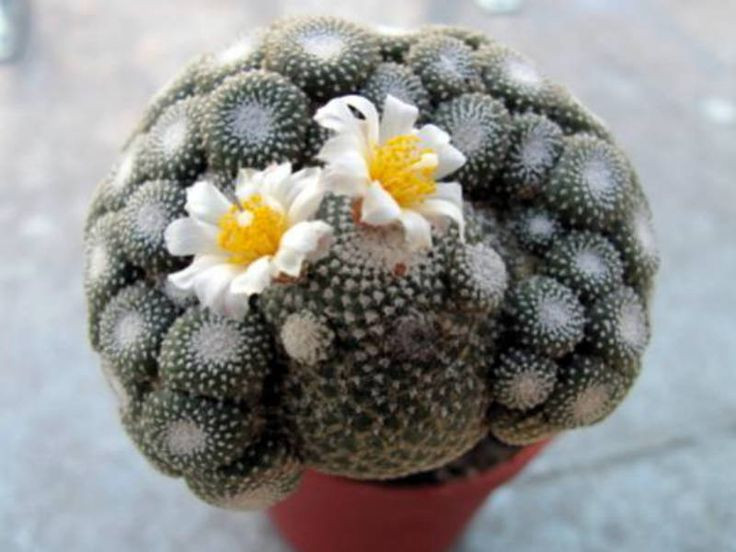  Không có lớp biểu bì dày: Thay vì có lớp biểu bì dày như nhiều loài xương rồng khác, Blossfeldia liliputana có một lớp da mỏng và khả năng trao đổi nước trực tiếp từ môi trường. Ảnh: Pinterest.