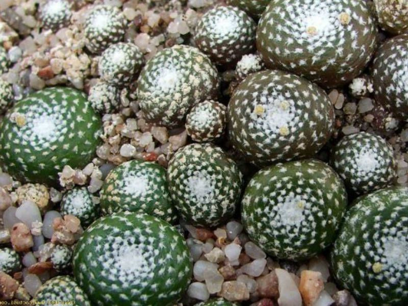  Sinh trưởng trong các vết nứt đá: Blossfeldia liliputana thường mọc trong các vết nứt đá ở độ cao lên tới 1.200–3.500 m trên dãy Andes, tại các quốc gia như Argentina và Bolivia. Ảnh: Pinterest.