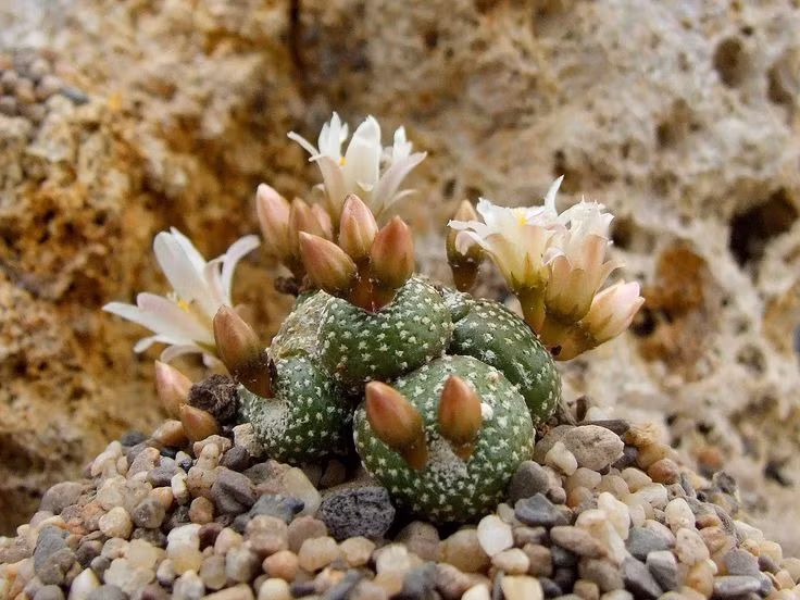  Hệ thống rễ nông: Rễ của Blossfeldia liliputana rất nông, cho phép cây hấp thụ nước nhanh chóng từ những trận mưa nhỏ. Ảnh: Pinterest.