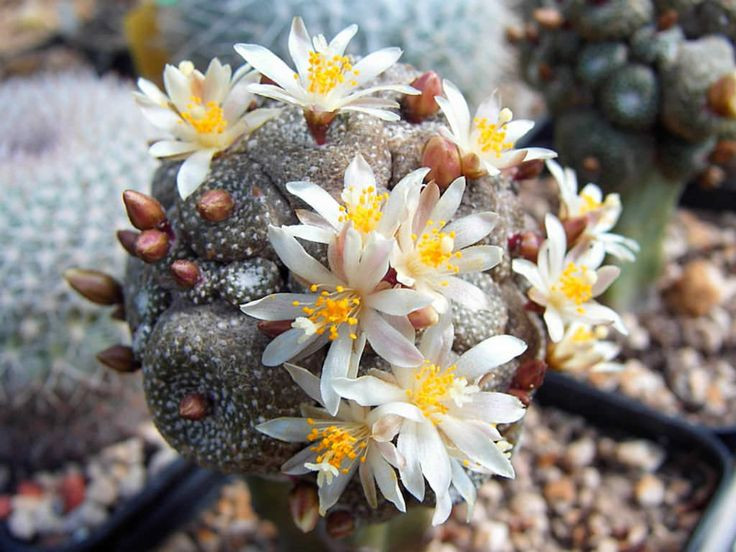  Khả năng chịu hạn vượt trội: Loài xương rồng này có khả năng sống sót mà không cần nước trong thời gian dài nhờ vào quá trình co rút thể tích và giảm nhu cầu sinh học. Ảnh: Pinterest.