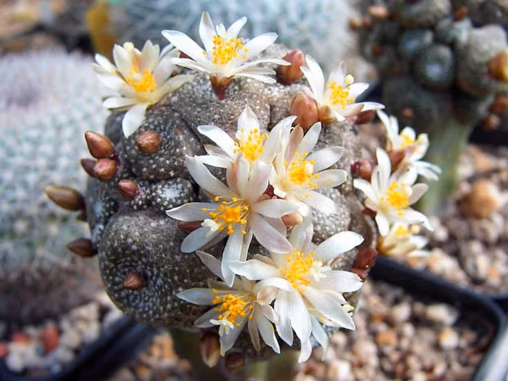  Khả năng chịu hạn vượt trội: Loài xương rồng này có khả năng sống sót mà không cần nước trong thời gian dài nhờ vào quá trình co rút thể tích và giảm nhu cầu sinh học. Ảnh: Pinterest.