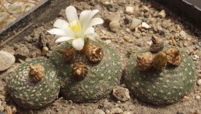  Không có gai: Khác với nhiều loài xương rồng, Blossfeldia liliputana không có gai bảo vệ mà chủ yếu dựa vào vị trí khó tiếp cận để tránh bị ăn. Ảnh: Pinterest.