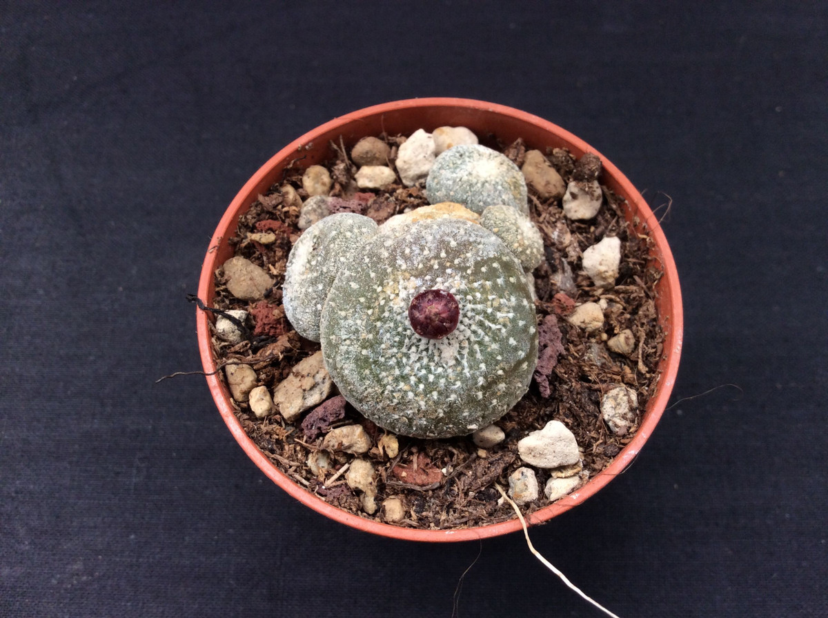  Khó trồng trong điều kiện nhân tạo: Do môi trường sống đặc thù, loài này đòi hỏi sự chăm sóc tỉ mỉ khi trồng trong các bộ sưu tập xương rồng. Ảnh: Pinterest.