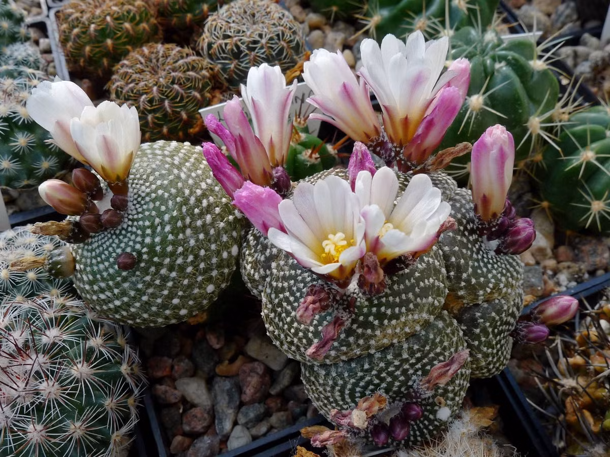  Tên gọi: Tên loài thực vật này được đặt theo Liliputians – những người tí hon trong tiểu thuyết Gulliver du kí của nhà văn Jonathan Swift. Ảnh: Pinterest.