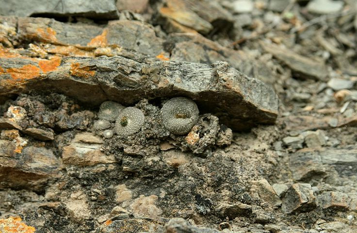  Giá trị trong nghiên cứu: Với khả năng chịu hạn và cơ chế sống sót độc đáo, Blossfeldia liliputana là đối tượng nghiên cứu quan trọng trong lĩnh vực sinh học và sinh thái học. Ảnh: Pinterest.