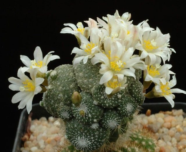  Chu kỳ sống lâu dài: Dù nhỏ bé, loài xương rồng này có tuổi thọ khá dài, thường lên đến hàng chục năm trong điều kiện tự nhiên. Ảnh: Pinterest.