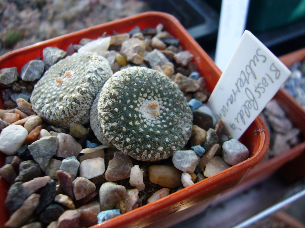  Thích nghi với sự chênh lệch nhiệt độc cực lớn: Blossfeldia liliputana có thể chịu đựng nhiệt độ dao động mạnh mẽ giữa ngày và đêm, phù hợp với môi trường núi cao. Ảnh: Pinterest.