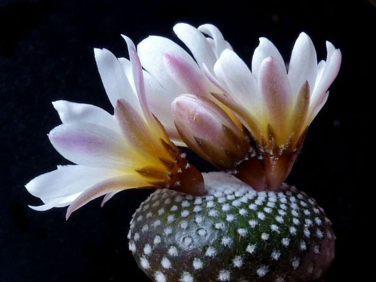  Phương thức sinh sản đa dạng: Loài này sinh sản bằng cả hạt và sinh sản vô tính thông qua sự tách nhánh của cây mẹ. Ảnh: Pinterest.