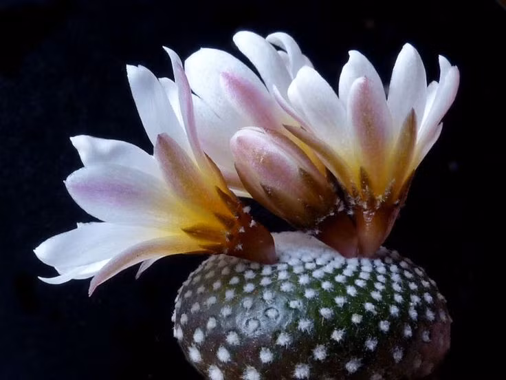  Phương thức sinh sản đa dạng: Loài này sinh sản bằng cả hạt và sinh sản vô tính thông qua sự tách nhánh của cây mẹ. Ảnh: Pinterest.