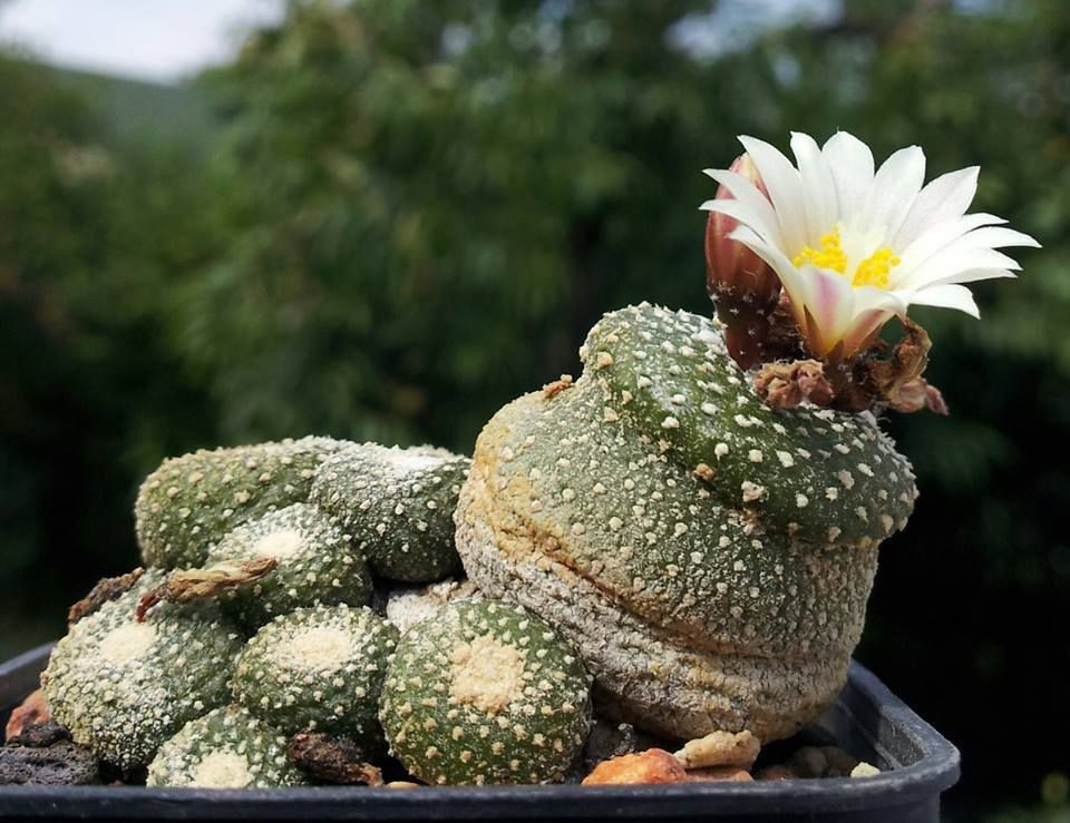  Không có gân rõ rệt: Blossfeldia liliputana không có gân nổi bật như các loài xương rồng khác, làm cho vẻ ngoài của nó mịn màng và tròn trịa. Ảnh: Pinterest.