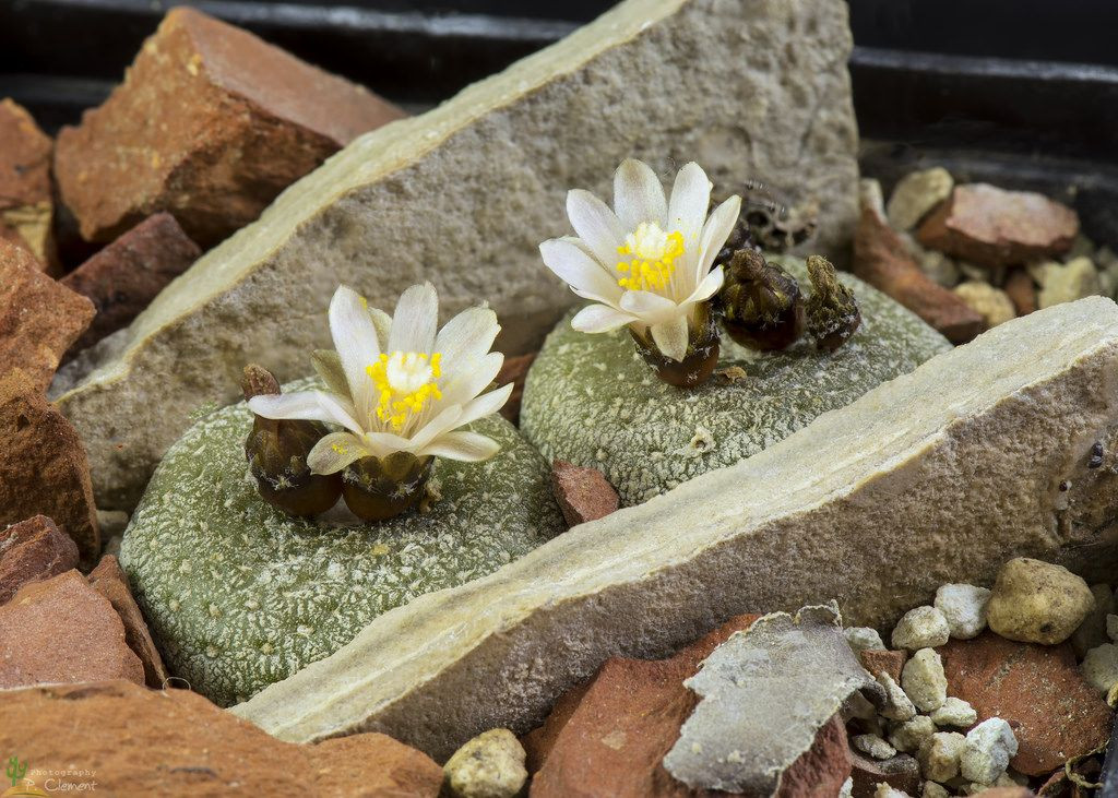  Cơ chế sống sót độc đáo: Loài này có thể mất tới 80% trọng lượng nước và vẫn phục hồi hoàn toàn khi có điều kiện thuận lợi. Ảnh: Pinterest.