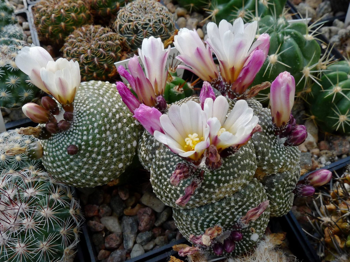  Tên gọi: Tên loài thực vật này được đặt theo Liliputians – những người tí hon trong tiểu thuyết Gulliver du kí của nhà văn Jonathan Swift. Ảnh: Pinterest.