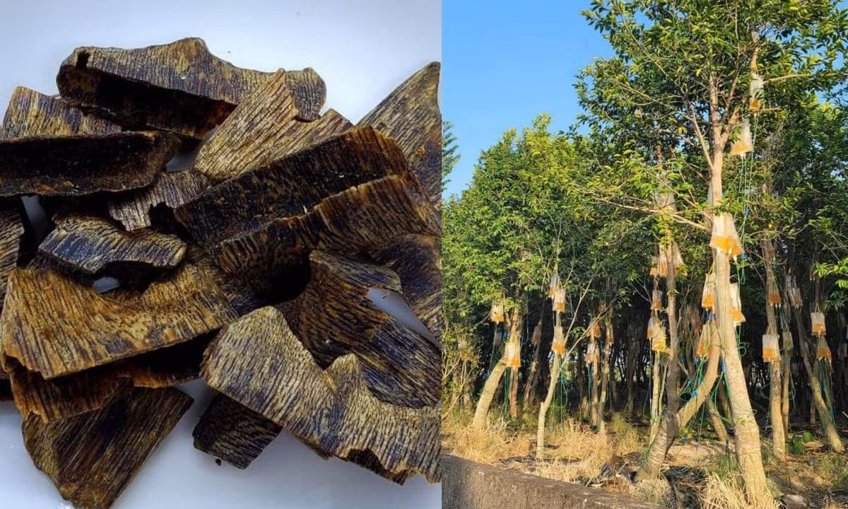 Một trong những lý thuyết được tin tưởng rộng rãi nhất là khi cây bị đe dọa, nguy hiểm, căng thẳng như bị sét đánh, bị sâu bọ xâm hại nhận sát thương từ động vật lớn hoặc một số loại nhiễm trùng nấm, trầm hương tạo ra loại dầu này, cuối cùng biến nó thành Kỳ nam.