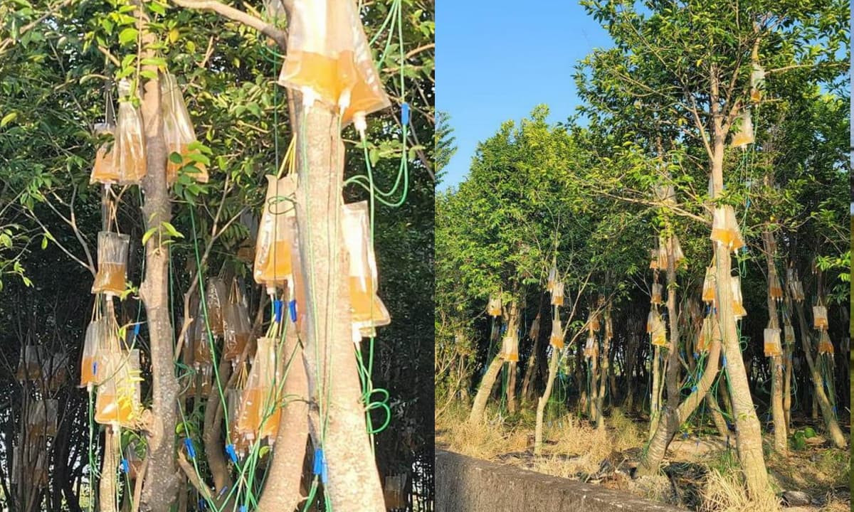 Cây gỗ Kỳ nam lớn nhất của Mahaffey, 600 năm tuổi và nặng 16 kg, ông đã mất 5 năm để tìm thấy và bán nó với giá 20 triệu USD vào năm 2016. Sau đó, nhu cầu và giá của trầm hương chất lượng cao tăng nhanh chóng. Đối với phương pháp tiêm nọc độc vào trầm hương, hiện vẫn chưa có thông tin nào cho biết liệu nó có mang lại kết quả như mong đợi hay không.