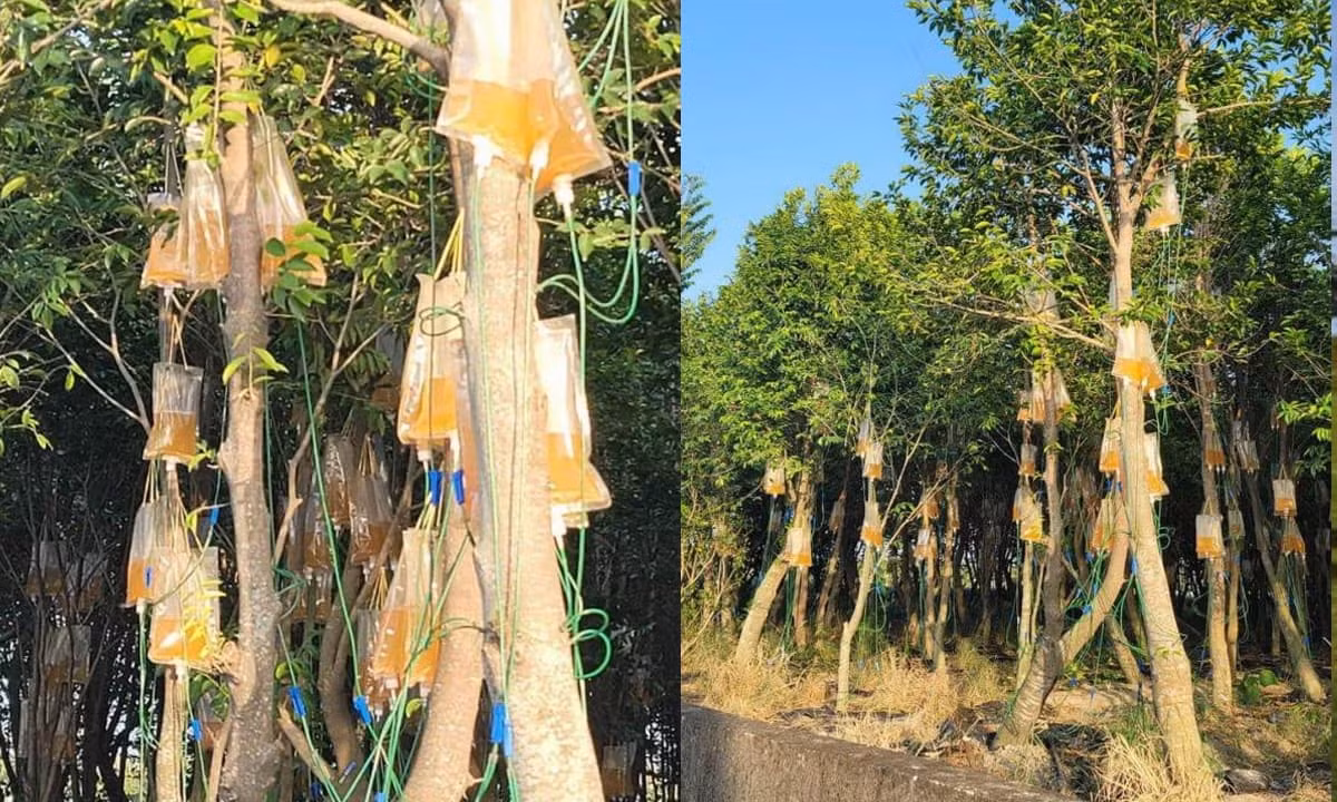 Cây gỗ Kỳ nam lớn nhất của Mahaffey, 600 năm tuổi và nặng 16 kg, ông đã mất 5 năm để tìm thấy và bán nó với giá 20 triệu USD vào năm 2016. Sau đó, nhu cầu và giá của trầm hương chất lượng cao tăng nhanh chóng. Đối với phương pháp tiêm nọc độc vào trầm hương, hiện vẫn chưa có thông tin nào cho biết liệu nó có mang lại kết quả như mong đợi hay không.