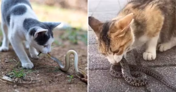 Meo khong he so ran, gap la tan cong toi tap