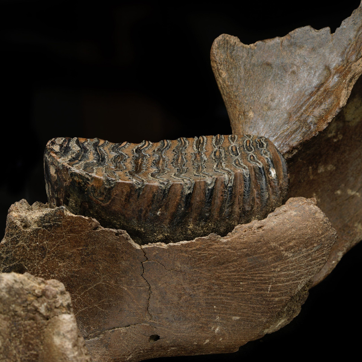  2. Hóa thạch không chỉ là xương. Hóa thạch có thể là xương, răng, vỏ, lá, dấu chân, thậm chí cả phân hóa thạch. Ảnh: Pinterest.