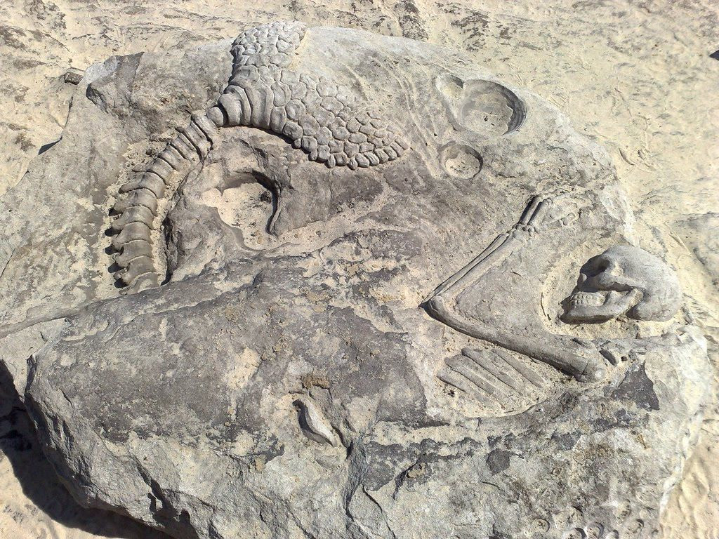  6. Hóa thạch giúp hiểu về tiến hóa. Hóa thạch là bằng chứng quan trọng cho thuyết tiến hóa của Darwin, cho thấy sự thay đổi của các loài theo thời gian. Ảnh: Pinterest.