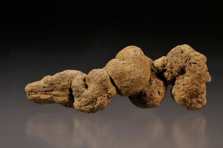  10. Phân hóa thạch. Phân hóa thạch (gọi là coprolite) cung cấp thông tin về chế độ ăn uống và hệ sinh thái của sinh vật cổ đại. Ảnh: Pinterest.