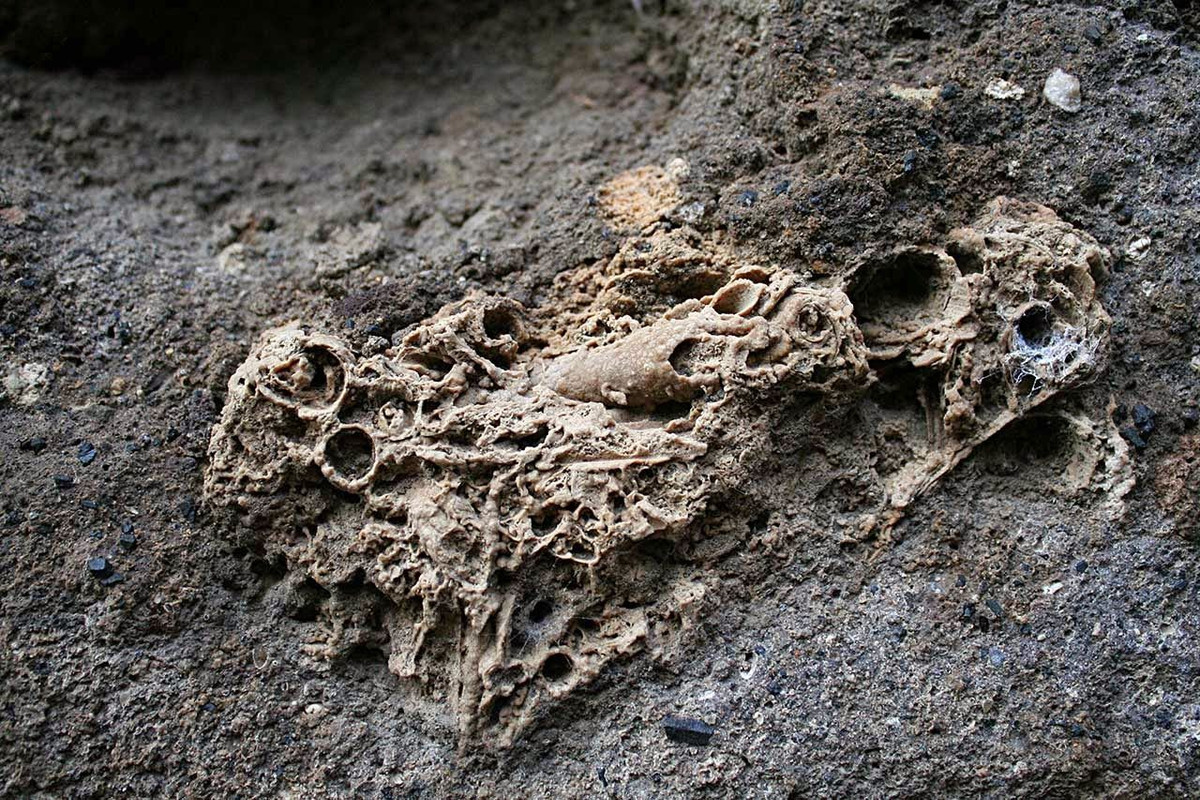  13. Hóa thạch giả. Đôi khi, các cấu trúc tự nhiên trong đá có thể trông giống hóa thạch nhưng thực tế không phải. Chúng được gọi là “giả hóa thạch” (pseudofossils). Ảnh: Pinterest.