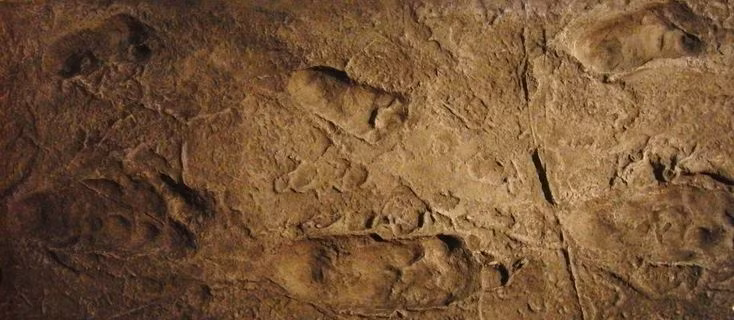  9. Dấu chân hóa thạch. Dấu chân hóa thạch (gọi là ichnofossils) ghi lại hành vi, như cách một con khủng long di chuyển hoặc săn mồi. Ảnh: Pinterest.