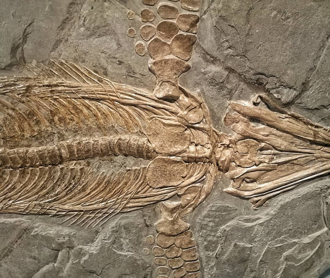  5. Hóa thạch không phổ biến. Rất ít sinh vật hóa thạch được bảo tồn. Chỉ khoảng 1% các sinh vật sống trở thành hóa thạch do yêu cầu nghiêm ngặt về điều kiện môi trường. Ảnh: Pinterest.