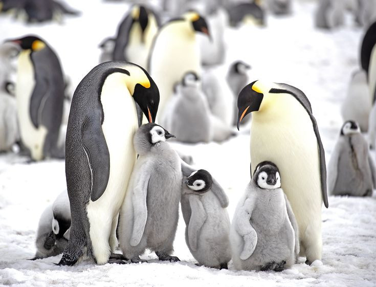  Chim cánh cụt hoàng đế: Loài chim cánh cụt hoàng đế, loài chim cánh cụt lớn nhất thế giới, chỉ sinh sản ở Nam Cực và có thể chịu đựng nhiệt độ dưới -40°C. Ảnh: Pinterest.