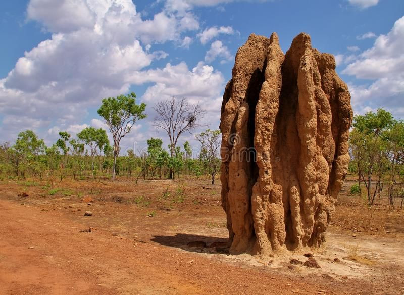  3. Kỹ năng xây dựng tổ phức tạp. Mối xây tổ khổng lồ có cấu trúc như một thành phố, với hệ thống thông gió tự nhiên, đường hầm và khoang lưu trữ tối ưu. Tổ mối có cấu trúc chịu lực và giữ nhiệt độ ổn định, thể hiện sự hiểu biết về vật lý và sinh thái học. Ảnh: Pinterest.