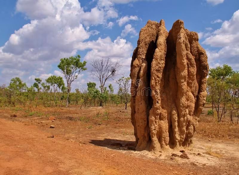  3. Kỹ năng xây dựng tổ phức tạp. Mối xây tổ khổng lồ có cấu trúc như một thành phố, với hệ thống thông gió tự nhiên, đường hầm và khoang lưu trữ tối ưu. Tổ mối có cấu trúc chịu lực và giữ nhiệt độ ổn định, thể hiện sự hiểu biết về vật lý và sinh thái học. Ảnh: Pinterest.
