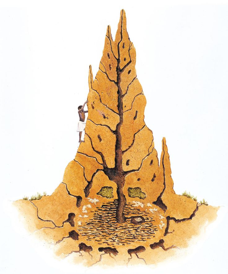  4. Hệ thống điều hòa tự nhiên. Tổ mối có khả năng tự điều hòa nhiệt độ và độ ẩm nhờ hệ thống thông gió phức tạp. Đây là nguồn cảm hứng cho kiến trúc xanh và bền vững của con người. Ảnh: Pinterest.