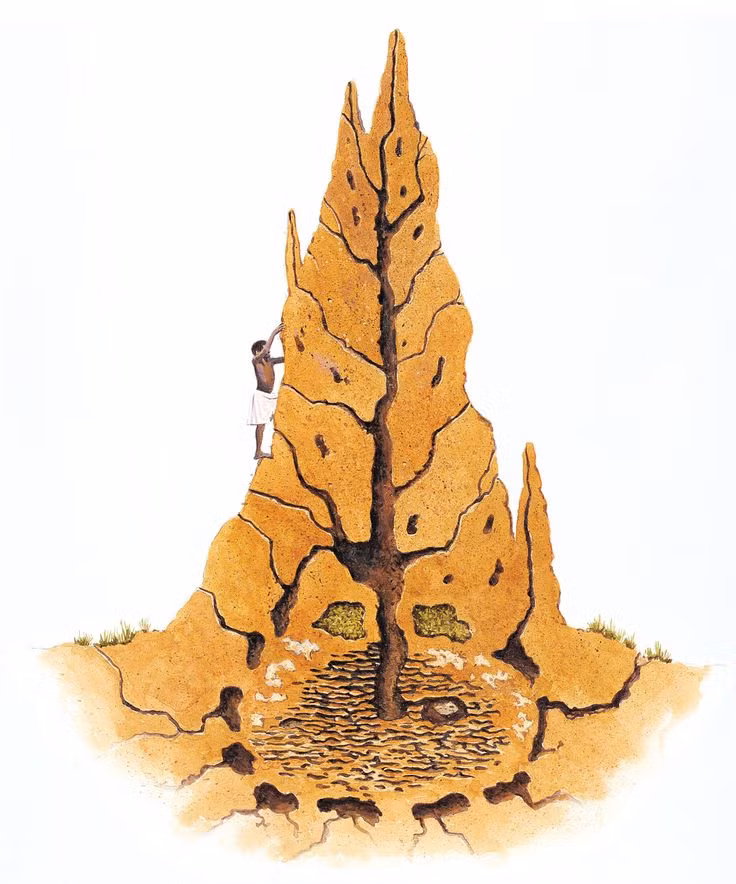  4. Hệ thống điều hòa tự nhiên. Tổ mối có khả năng tự điều hòa nhiệt độ và độ ẩm nhờ hệ thống thông gió phức tạp. Đây là nguồn cảm hứng cho kiến trúc xanh và bền vững của con người. Ảnh: Pinterest.