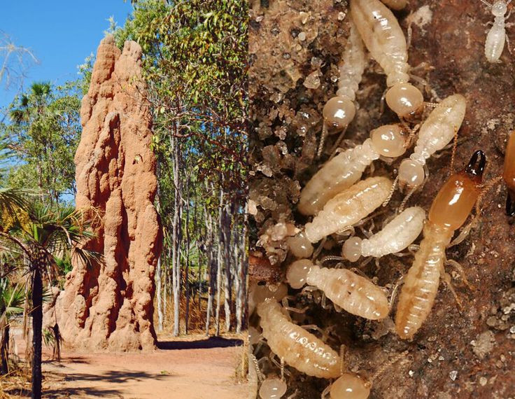  9. Thân thiện với môi trường. Tổ mối cải thiện chất lượng đất bằng cách tăng độ xốp và bổ sung dinh dưỡng. Sự hiện diện của mối giúp đa dạng hóa hệ sinh thái và thúc đẩy quá trình phát triển thực vật. Ảnh: Pinterest.