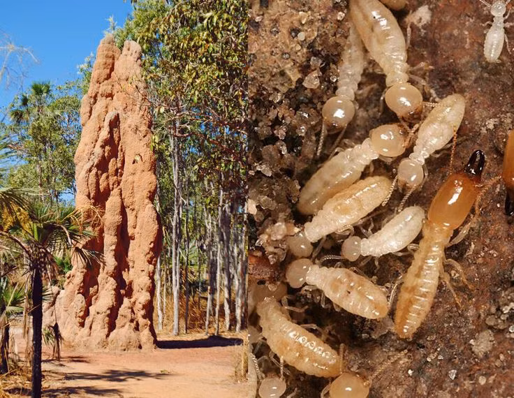  9. Thân thiện với môi trường. Tổ mối cải thiện chất lượng đất bằng cách tăng độ xốp và bổ sung dinh dưỡng. Sự hiện diện của mối giúp đa dạng hóa hệ sinh thái và thúc đẩy quá trình phát triển thực vật. Ảnh: Pinterest.