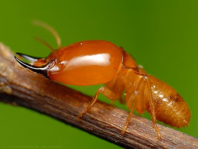  7. Chiến lược bảo vệ tổ. Mối lính sẵn sàng hy sinh bản thân để bảo vệ tổ khỏi kẻ thù. Một số loài mối còn phát triển cơ chế tự nổ để giải phóng chất hóa học chống lại kẻ thù, bảo vệ cộng đồng. Ảnh: Pinterest.